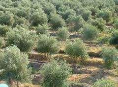 Recolección y obtención del aceite Recolección Las aceitunas deben recolectarse de los olivares a finales de otoño o comienzos de invierno y se escoge el instante en el que las aceitunas tienen su