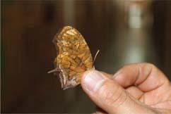 los dedos pulgar e índice se hace presión, según el tamaño del ejemplar, en el tórax de la mariposa, exactamente entre el meso y meta tórax, debe tener cuidado de no presionar o tocar las alas por