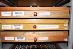 4 Cajas entomológicas en una colección de mariposas La caja en donde se deposita el ejemplar en una colección tiene una medida estándar (48.3 x 42 x 7.