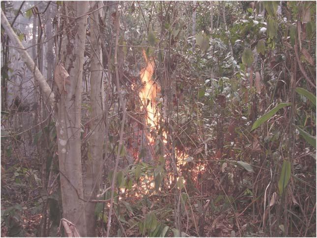 Figura 4. Fuego rastrero dentro de la Reserva Manuripi. 23 septiembre de 2005.