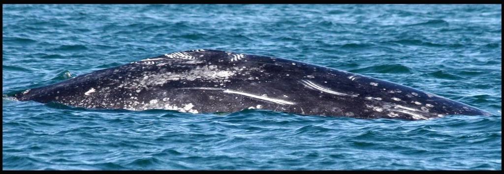 Figura 2. Foto-identificación de una ballena gris.