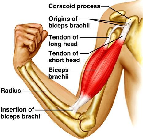codo + supinación del antebrazo + antepulsión del hombro + estabilización de articulación escápulohumeral Flexión de codo + supinación del