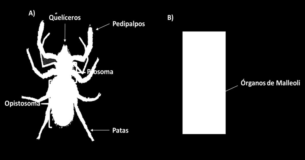 Orden Solifugae: Se conocen como solìfugos o arañas del sol o escorpiones del viento, en este último caso debido a las grandes velocidades que alcanzan.