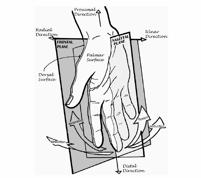 75 Figura 3.1. Terminología de la orientación anatómica de la mano humana. [15] Figura 3.2. Terminología de los movimientos de los dedos. a)aducción/abducción b)flexión c)extensión pasiva y activa.
