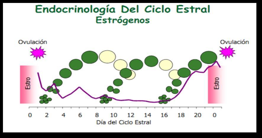 FIGURA 3: Endocrinología del Ciclo Estral FUENTE: HINCAPIE, 2005 3.3 ESQUEMAS DE SUPEROVULACIÓN 3.3.1 Superovulación.