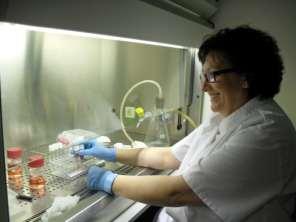 Preparación de las muestras celulares Células en estudio: la línea