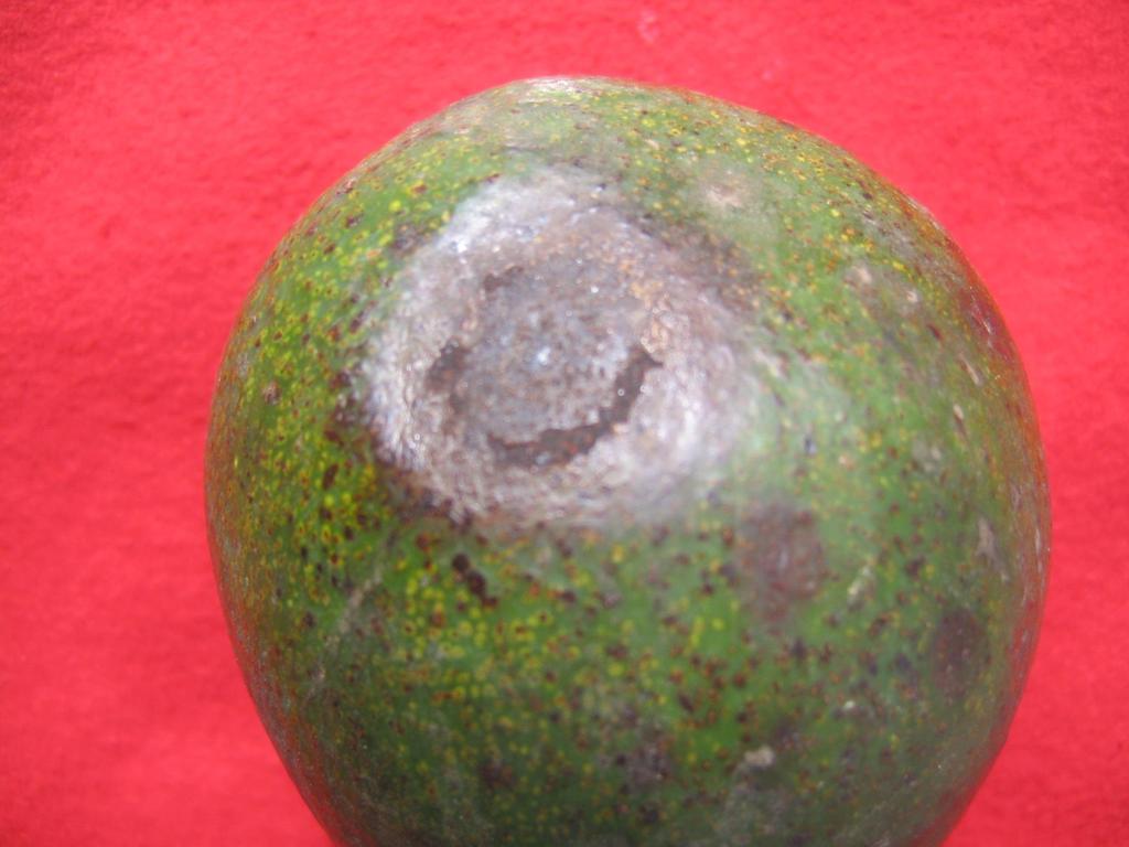 Lesión cancrosa en fruto de palto