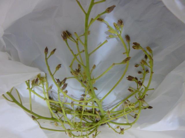 Pudrición de Flores por Cladosporium spp