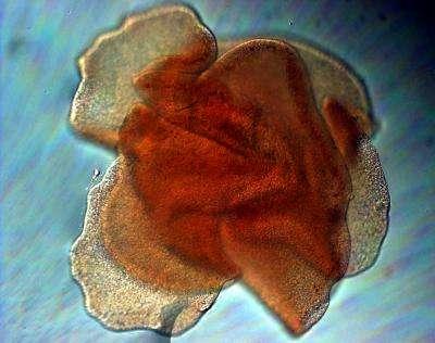 Placozoarios Trichoplax adhaerens: Marino, 2mm Único conocido Similar a una placa