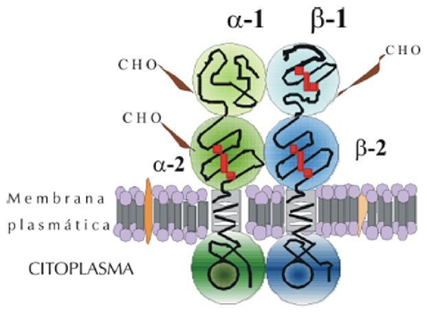 HLA Clase II- estructura Los heterodímeros HLA de clase II ( cadena
