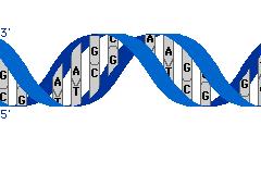 ARN polimerasa ARN