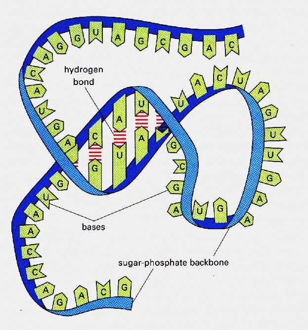 RNA:Elementos
