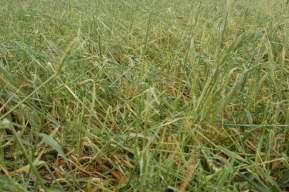 restringiendo el avance de la siembra de soja hasta que se registren nuevas precipitaciones.