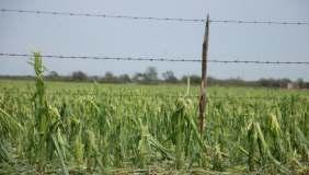 donde se produjeron tormentas severas con caída de granizo, provocando pérdidas de lotes de trigo, girasol y maíz