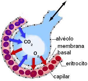 3.- INTERCAMBIO DE GASES. La hematosis es el intercambio de oxígeno y de dióxido de carbono que se realiza entre el aire que llega a los alvéolos y la sangre que circula por los capilares alveolares.