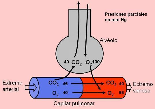La presión parcial de CO 2 en el extremo arterial de los capilares es de 46 mm Hg, mayor que la del aire alveolar, de 40 mm Hg.