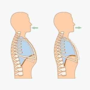 Los músculos intercostales, se sitúan entre las costillas y al contraerse hace