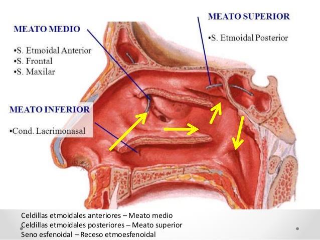 Las paredes laterales de las fosas nasales presentan tres eminencias, los cornetes superior, medio e inferior, entre los cuales se encuentran espacios denominados meatos.