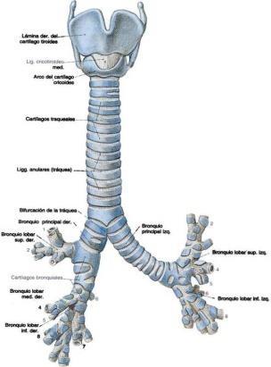 2.2.5.- Tráquea. Cilindro constantemente abierto que comunica la laringe con los bronquios que van a los pulmones. En una persona adulta mide entre 10 y 11 cm de longitud por 2 a 2,5 cm de diámetro.