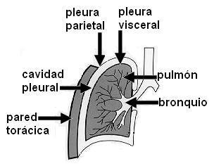 Las pleuras son las membranas serosas que recubren los pulmones.