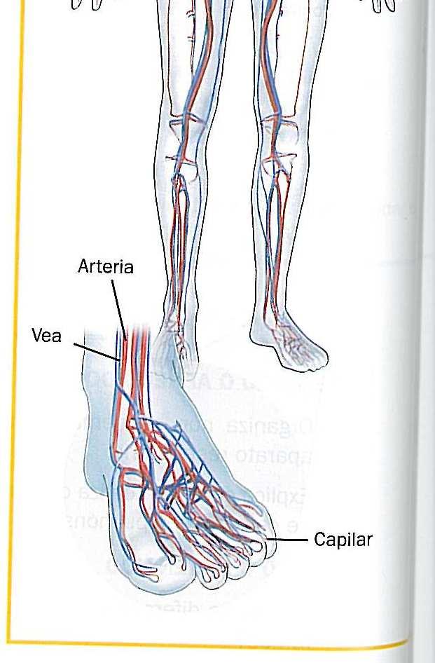 ARTERIAS: las arterias son los caminos por donde va la sangre desde el corazón hasta los órganos del cuerpo.