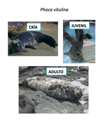 D Figura 2. Clasificación por edad de las cuatro especies de pinnípedos censados en el Archipiélago San Benito durante el verano de 2012 e invierno de 2013.