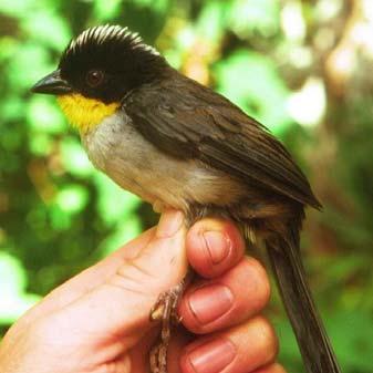 Esta ave la podemos encontrar en áreas o perturbadas, bosques deciduos, regiones semiáridas, fincas y a lo largo del camino.