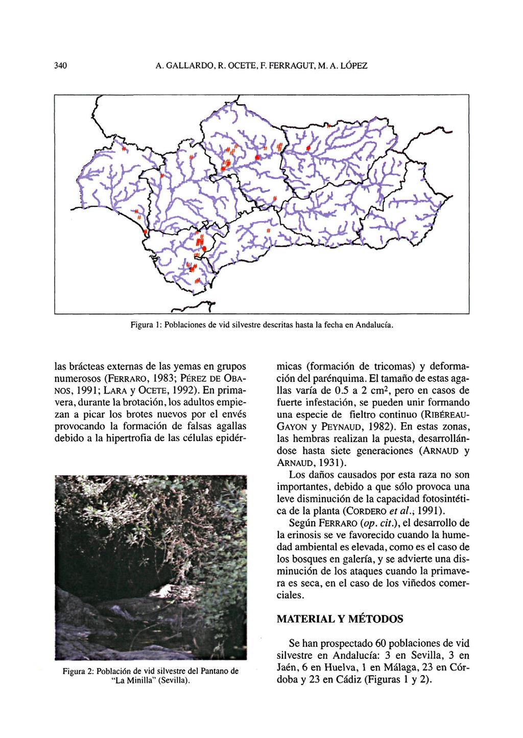 Figura 1: Poblaciones de vid silvestre descritas hasta la fecha en Andalucía. las brácteas externas de las yemas en grupos numerosos (FERRARO, 1983; PÉREZ DE OBA- NOS, 1991; LARA y OCETE, 1992).
