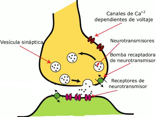 despolarización Membrana presináptica Despolarización Hiperpolarización Membrana postináptica Él neurotransmisor se une a receptores ionotrópicos postsinápticos, provocando la apertura de los canales