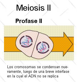 Meiosis Profase II Membrana se