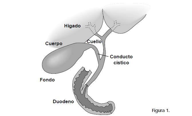 dulas túbulo-alveolares a nivel del infundíbulo y cuello, cuyas células globulares mucinosas secretan moco a la luz del órgano.