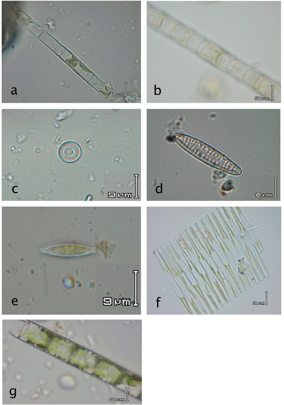 Las diatomeas Fragilaria crotonensis, Fragilaria sp. y Ulnaria ulna aparecen en cualquier época del año aunque solo la primera es plantónica. Nitzschia spp.