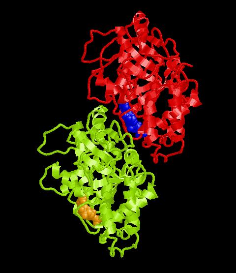 Tubulina es una proteína globular formada por dos subunidades diferentes llamadas alfa y beta.