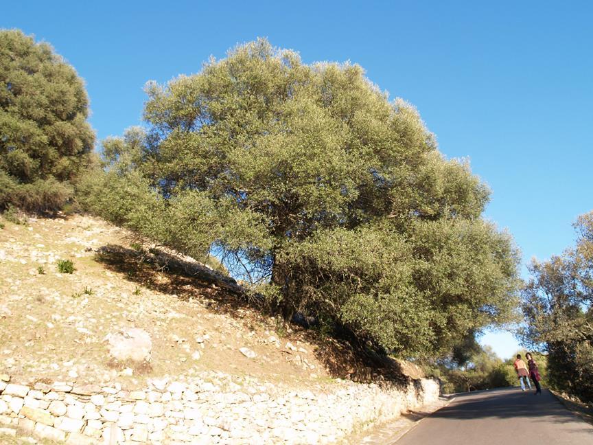 : SI Acebuche como versión silvestre del olivo no es una definición exacta, de hecho, muchos acebuches son olivos