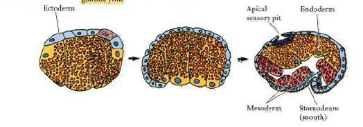 Gastrulación en gasterópodos -Se lo considera un ejemplo típico de desarrollo en mosaico (típica de protostomados).