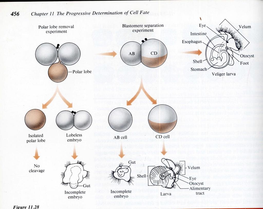 En algunos moluscos y anélidos existe una modificación: lólulo polar Protrusión citoplasmática en el polo vegetativo
