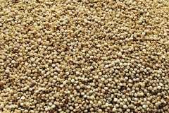 7 MISCELÁNEAS 7.1 Todo sobre la quinoa La quinua es un pseudoceral muy completo y nutritivo, de fácil digestión y libre de gluten.