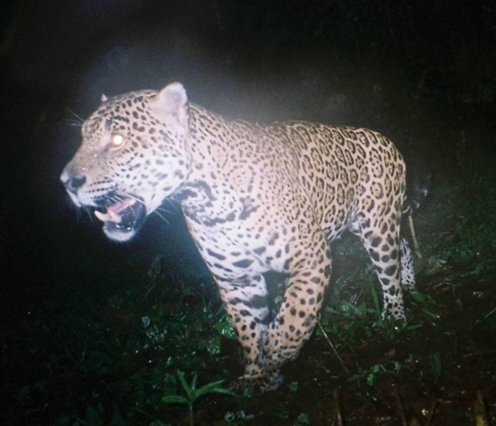 importante para las especies cuyo patrón de coloración presenta manchas o formaciones epidérmicas que permiten su identificación en diferentes individuos, como es el caso del jaguar (Panthera onca,