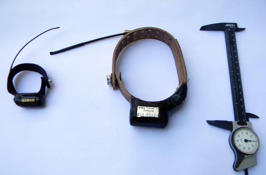 Figura 4.- Fotografía de dos radio collares para equipar a un mamífero chico (izquierda) y mediano (derecha).