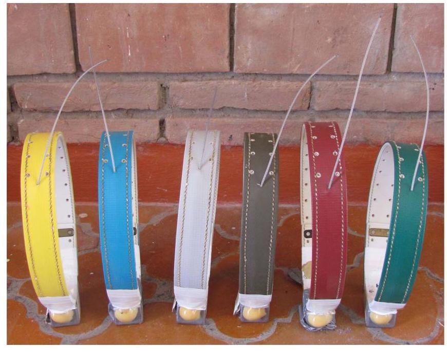 Figura 6.- Radio collares en los que se observa antena de propagación de látigo. En estos collares en particular es posible observar que el material de montaje presenta diferentes colores.