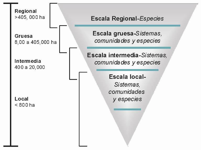 cuatro escalas geográficas que dependen del objeto de conservación y que engloban al mismo tiempo los niveles de organización biológica propuesto por Noss (1990). Figura 2.