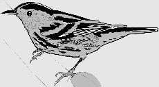 Izquierda: Reinita trepadora Mniotilta varia. Las aves son indicadores muy precisos de la calidad del medio ambiente.