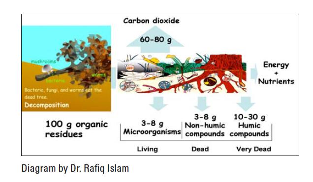 Bacterias Alto contenidos de Nitrógeno y bajos en Carbono. Micorrizas Alta eficiencia en almacenar y reciclar el Carbono.