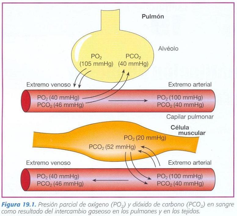 Presión parcial alveolar de O 2 se