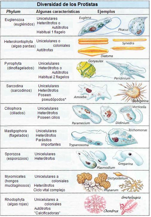 3.-Superfilo Slime molds [protistas que parecen hongos] Los organismos del reino de los protistas que pertenecen al filo slime molds tienen funciones que son parecidas a las que podrían