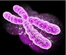 nucleolos. CROMOSOMA: Cada persona posee 23 pares de cromosomas. Una de estas parejas determina el sexo con el que se nace, adoptando el nombre de "cromosomas sexuales".