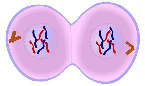 De esta forma, en cada polo quedará la misma cantidad de cromosomas hijos.