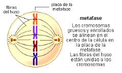 En esta etapa cada cromosoma duplicado se desplaza hasta situarse en el plano central o ecuatorial del citoplasma.