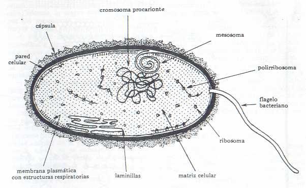 La membrana celular de los procariotas está rodeada por una pared celular externa que es elaborada por la propia célula.