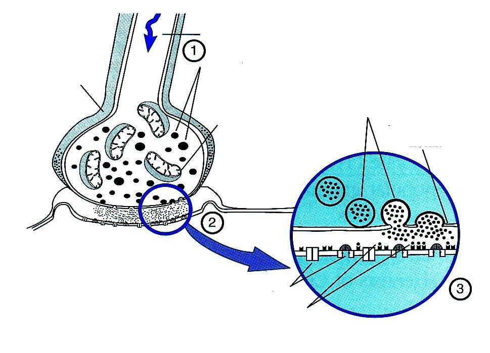 Insecticida doble modo acción Manejo resistencia Dendritas Axon Nudos sinápticos Axon Cuerpo celular Ramas terminales Sinapsis Nudo sináptico X